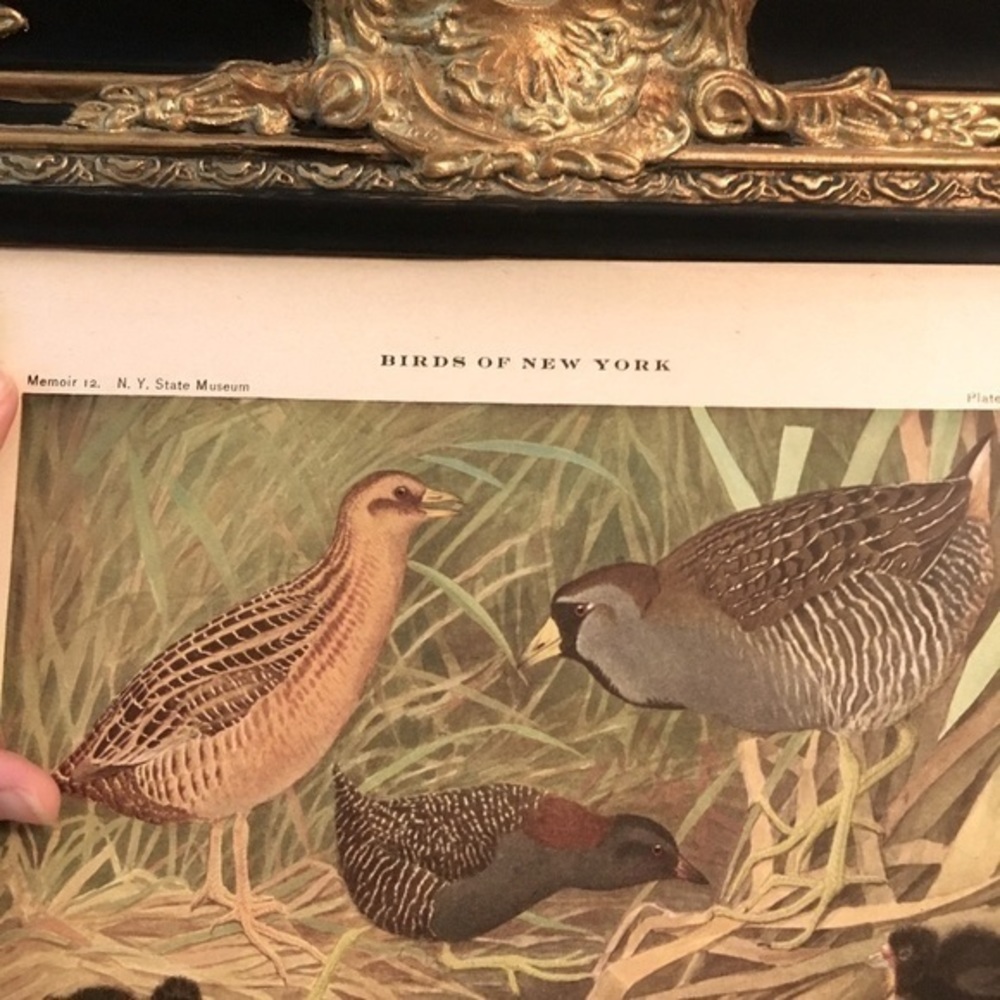 🖤 5 / $ 25 Antique Ornithological Bird Print Original - Picture 13 of 15